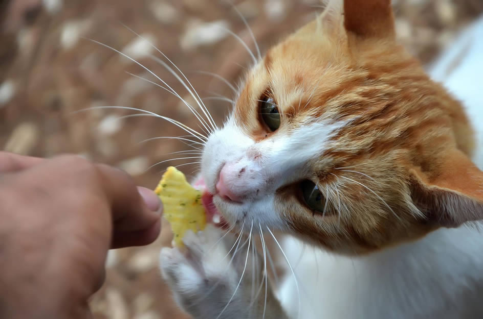 friandise pour chat