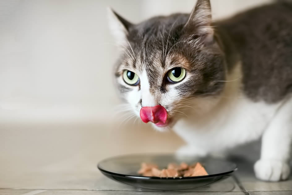 quelle est la meilleure nourriture humide pour chat