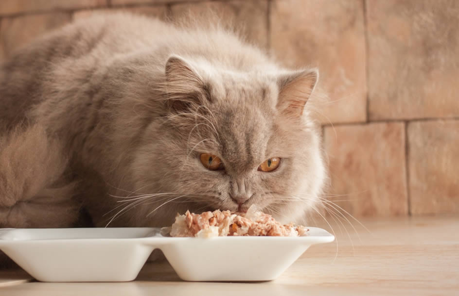 Croquette ou pâtée : quelle nourriture donner à son chat ? - Envies Animales