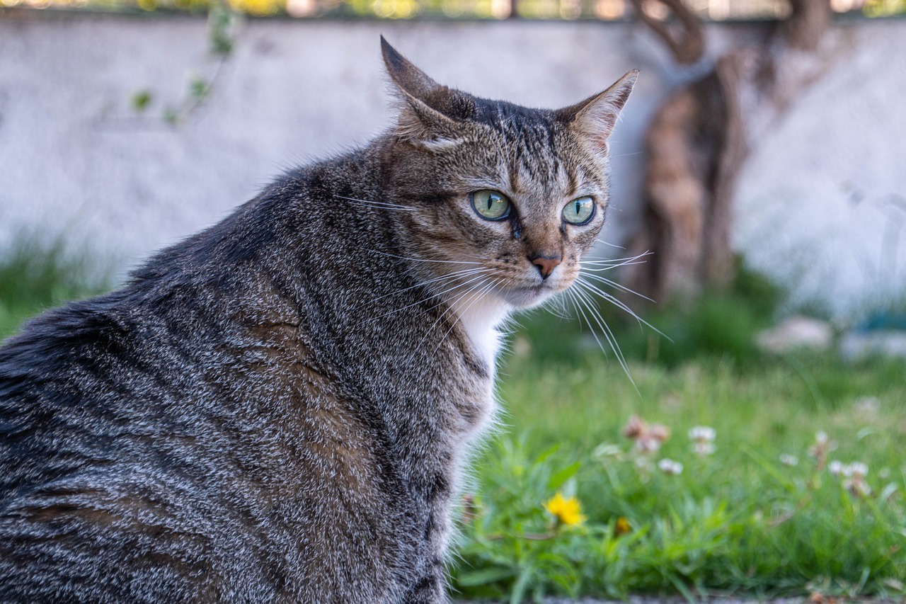 chat obèse