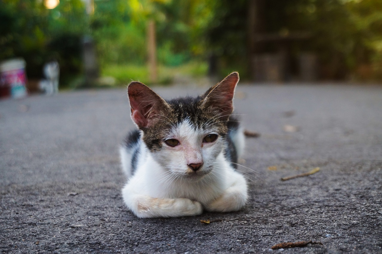 chat qui vomit